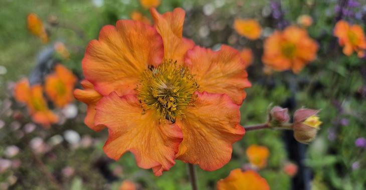 Geum 'Foxy Tempest'