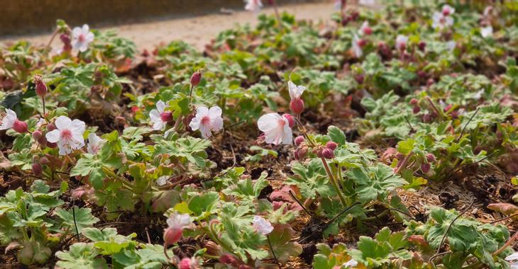 Geranium macrorrhizum 'Geranimo White'