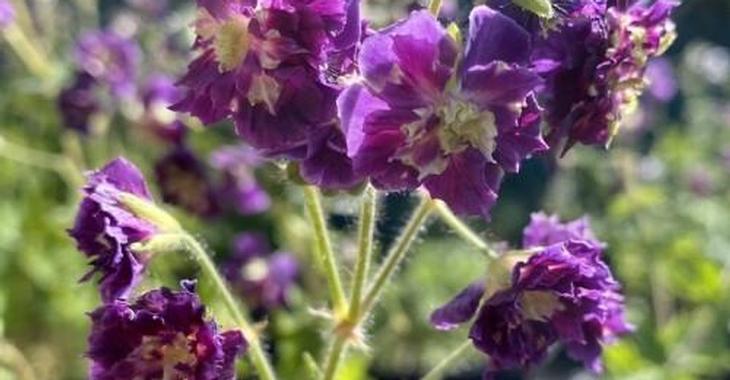 Geranium phaeum 'Joseph Green'