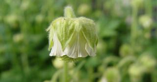 Geum rivale 'Album'