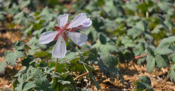 Geranium saxatile 'Album'