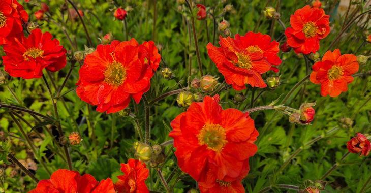 Geum SCARLET TEMPEST ® (= 'MACGEU001' PBR)