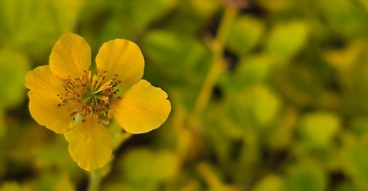 Geum 'Solar Tempest'