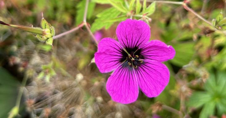 Geranium psilostemon JS® 'Survivor'