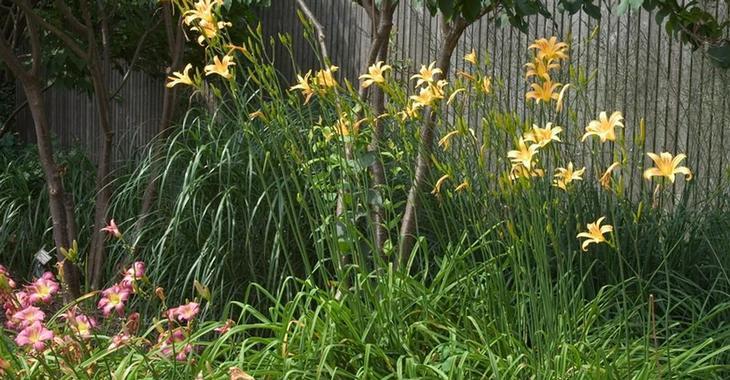 Hemerocallis altissima