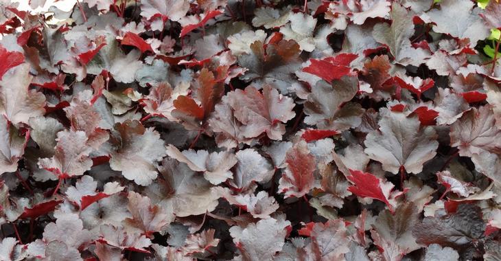 Heuchera 'Black Beauty' PBR