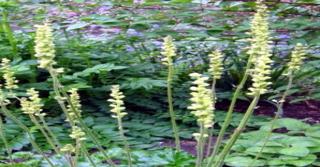 Heuchera cylindrica