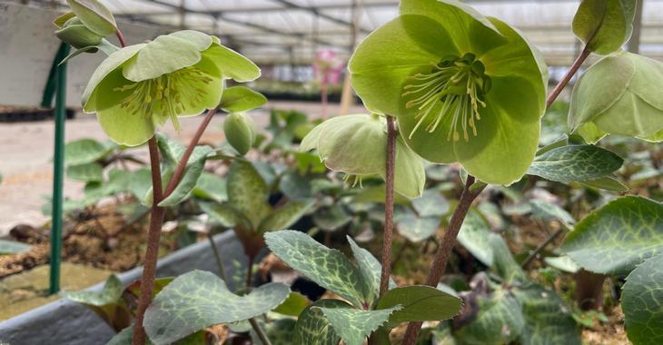 Helleborus nigercors (x) 'Illumi Lime' PBR