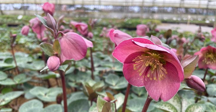 Helleborus nigercors (x) 'Penny's Pink' PBR