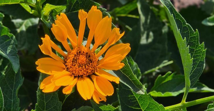 Heliopsis helianthoides 'Oriole Single Yellow'