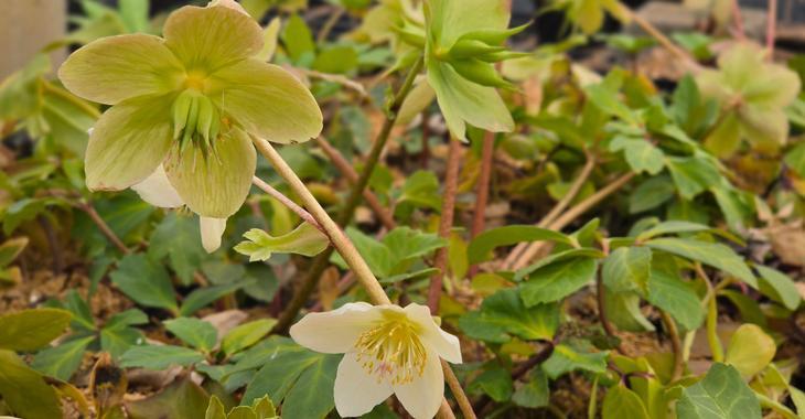 Helleborus niger 'Praecox'