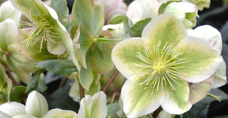 Helleborus nigercors (x) 'Royal Sofia'