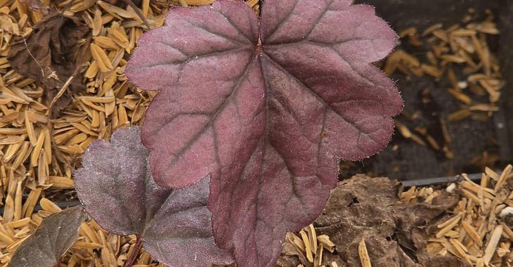 Heuchera 'Wildberry' PBR ('Forever Purple')