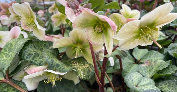 Helleborus nigercors (x) 'Winter Moonbeam' PBR