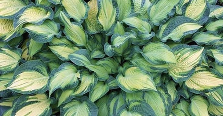 Hosta 'Happy Dayz'