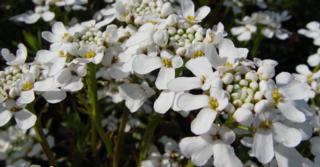 Iberis sempervirens 'Weisser Zwerg'