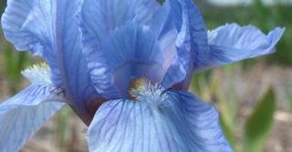 Iris 'Blue Denim' (Pumila-Group)