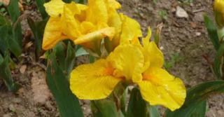 Iris 'Brassie' (Pumila-Group)