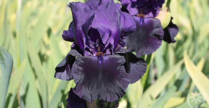 Iris 'Black Tafetta' (Germanica-Group)