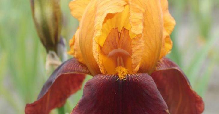 Iris 'Caligula' (Germanica-Group)