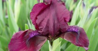 Iris 'Cherry Garden' (Pumila-Group)