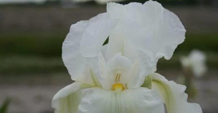 Iris 'Cliffs of Dover' (Germanica-Group)