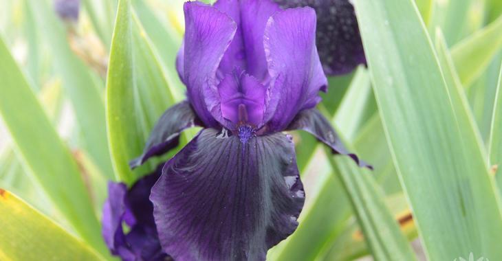 Iris 'Draco' (Germanica-Group)