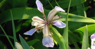 Iris foetidissima