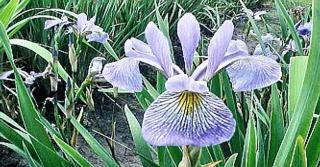 Iris x 'Gerald Darby' 