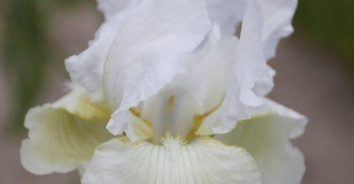 Iris 'I Do' (Germanica-Group)