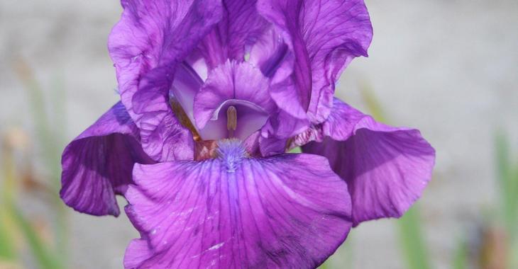 Iris 'Gondolier' (Germanica-Group)