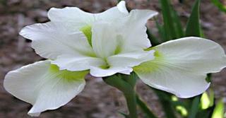 Iris sibirica 'Gull's Wing'