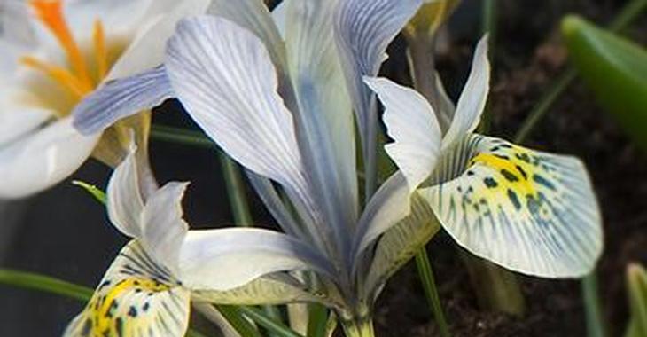 Iris reticulata 'Katharine Hodgkin' LOS