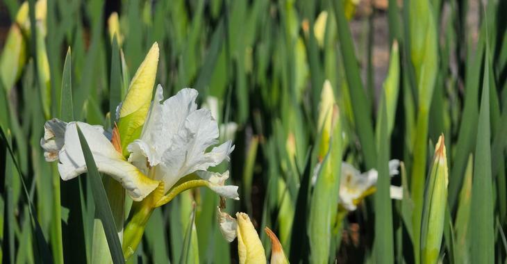 Iris sibirica 'Not Quite White'
