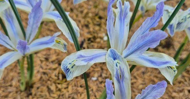 Iris reticulata 'Painted Lady'