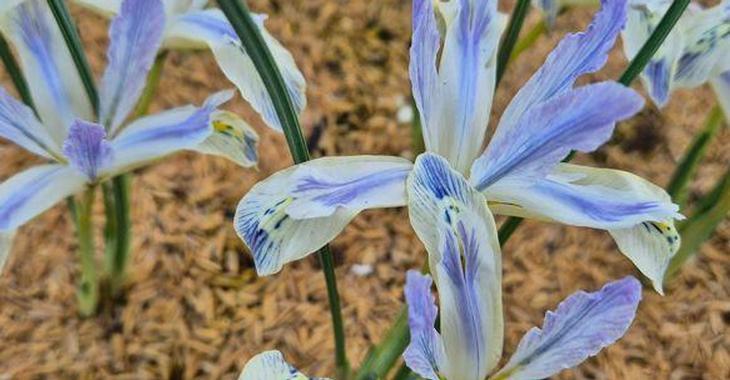 Iris reticulata 'Painted Lady' LOS