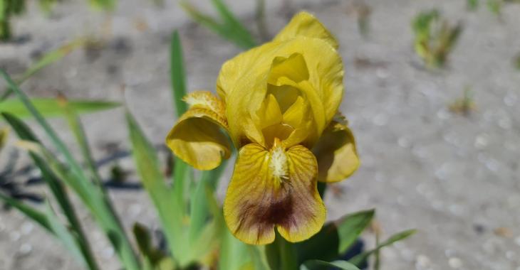 Iris 'Path of Gold' (Pumila-Group)