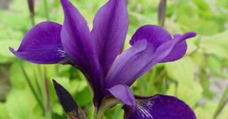 Iris sibirica 'Pansy Purple'