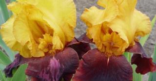 Iris 'Supreme Sultan' (Germanica-Group)