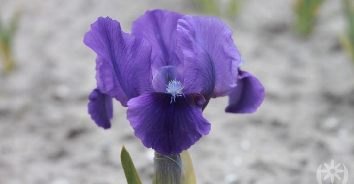 Iris 'Truly' (Pumila-Group)