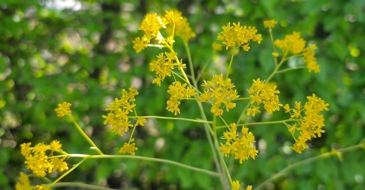 Isatis tinctoria