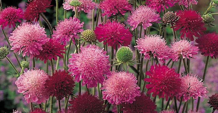 Knautia macedonica 'Melton Pastels'