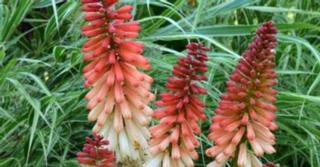 Kniphofia 'Orange Vanilla Popsicle' PBR