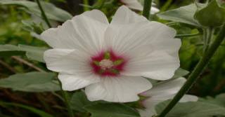 Lavatera 'Blushing Bride'