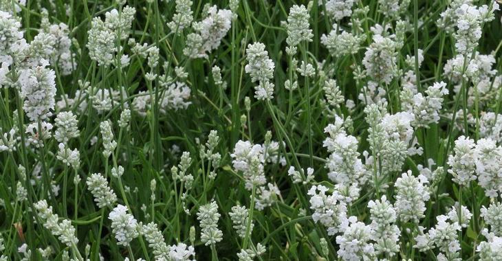 Lavandula angustifolia 'Hidcote White'