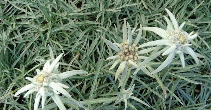 Leontopodium alpinum 'Maischnee'