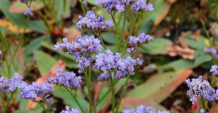 Limonium 'Dazzle Rocks' PBR