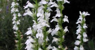 Lobelia siphilitica 'Alba'