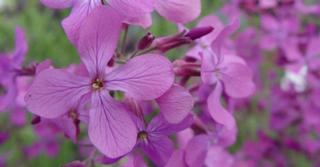 Lunaria annua