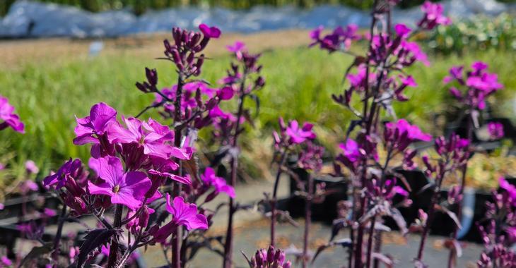 Lunaria annua 'Chedglow'